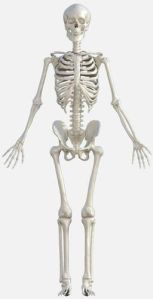 Human Skeleton Model