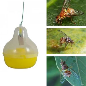 insect traps