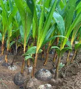 DXT Hybrid Coconut Plant