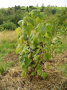 Black Currant Plant