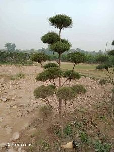 Casuarina Tapori Plant