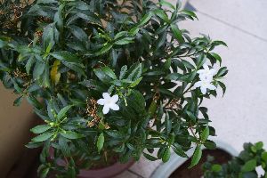Crape Jasmine Plant
