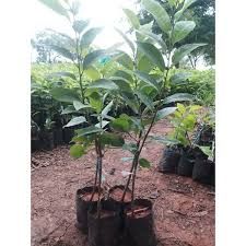 Custard Apple Plant