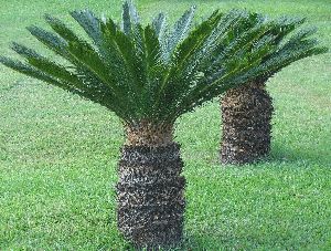 Cycas Plant