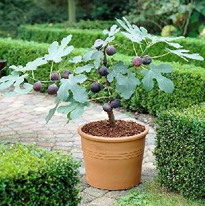 Figs Plant