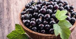 Black Currant Plant