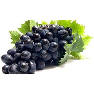 Black Grapes Plant