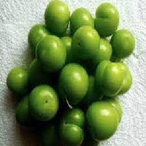 Green Cherry Plant
