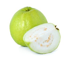 Guava Plant