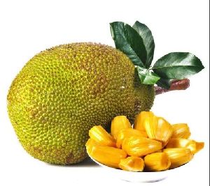 Jackfruit Plant