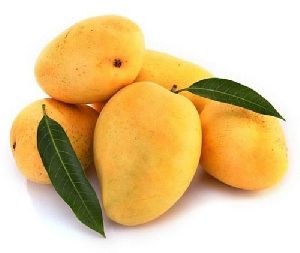 Mango Plant