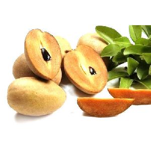 Sapota Plant