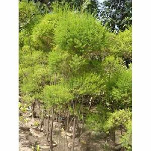 Golden Bottle Brush Tapori Plant