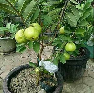 Guava Plant