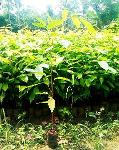 mahogany plants