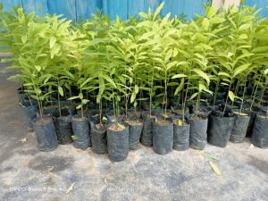 White Sandalwood Plants