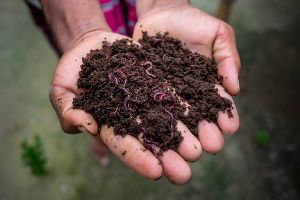 vermicompost