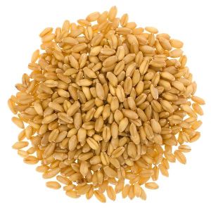 Organic Wheat Seeds