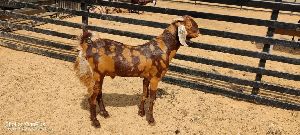 Ask Goat Farm Pvt Ltd Rajasthan