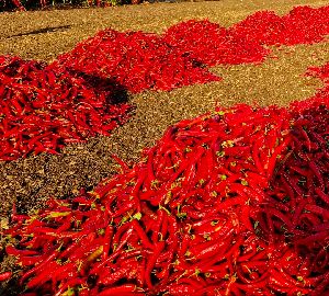 Dried Red Chili