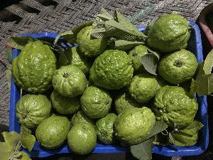 Fresh Guava