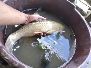 pond fish