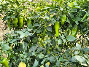 Fresh Green Chili