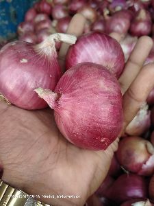 onions , pyaj