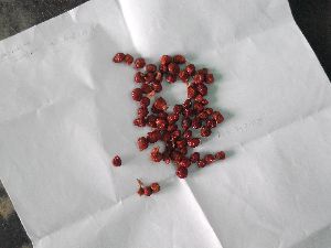 Gloriosa Superba Seeds