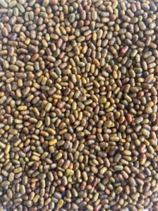 Sesbania Seeds