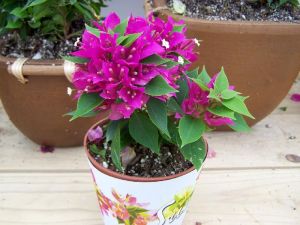 Bougainvillea Plant