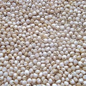 Jowar Seeds