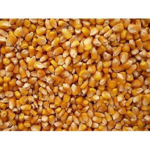 Maize Cattle Feed