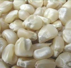White Maize ( Makai)