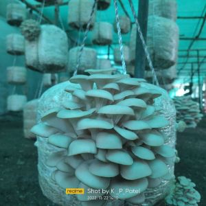 Dry Oyster Mushroom