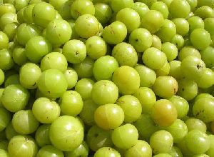 Fresh Amla