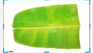 banana leaf organic