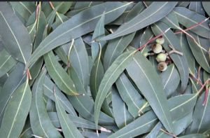 eucalyptus powder