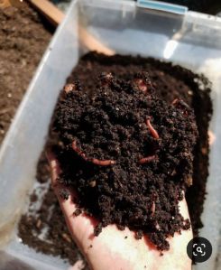 vermicompost