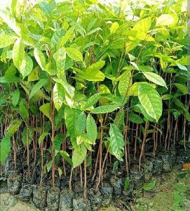 Mahogany Plant