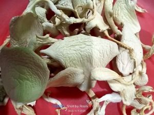 Sun dried organic oyster mushroom