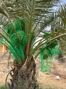 Date Packing Net Bag