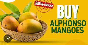 Organic Alphonso Mangoes
