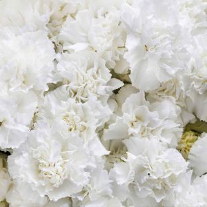 Fresh Carnation Flowers
