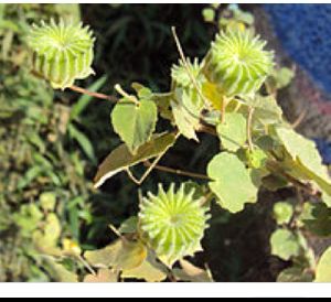 Abutilon Indicum