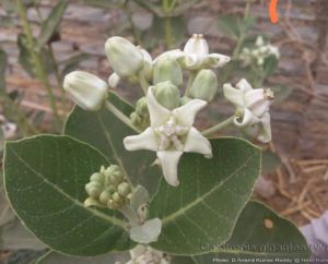 Calotropis Gigantea