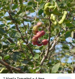 Tamarind Extract