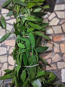 Vanilla Plants/ Vanilla planifolia