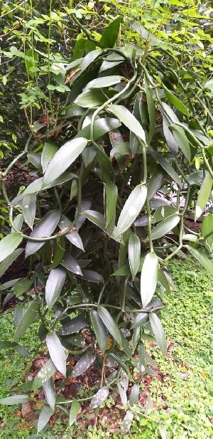 Vanilla Plants/ Vanilla planifolia