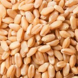 Milbar Wheat